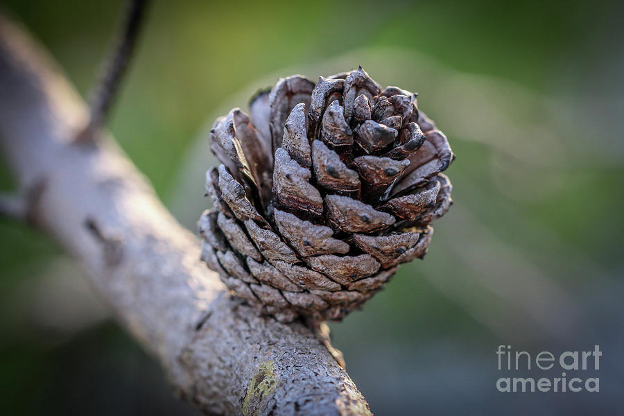 Tiny Pine Cone Photograph by Tom Claud