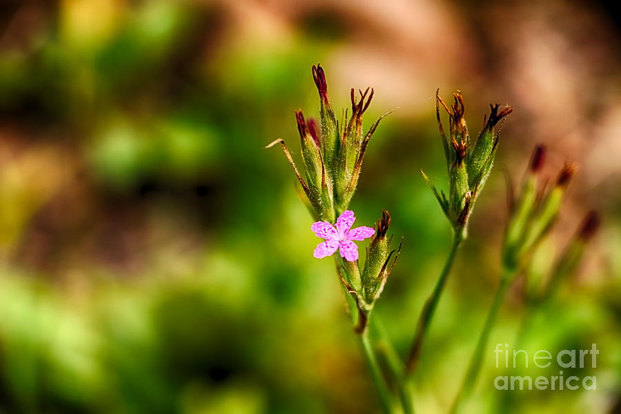 Tiny Pink and Speckled Flower Photograph by Elizabeth Dow