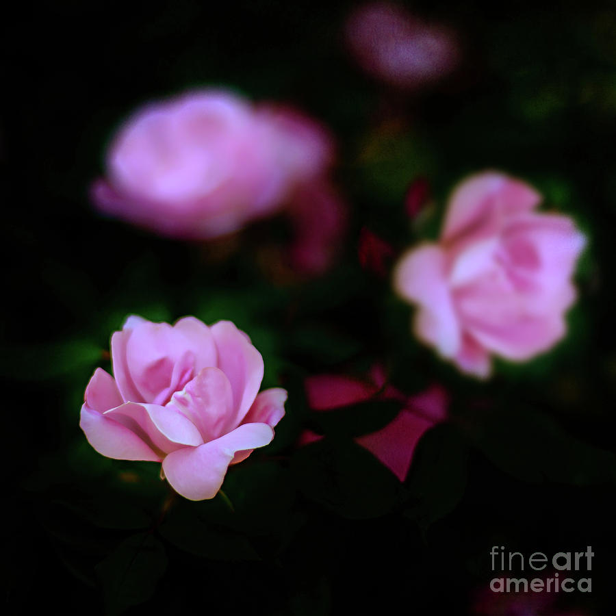 Flower Photograph - Tiny Pink Azaleas by Tamyra Ayles
