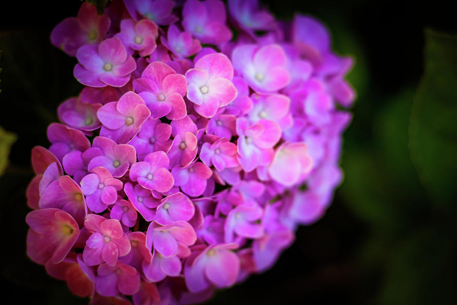 Flower Photograph - Tiny pink flowers by Joe Rey