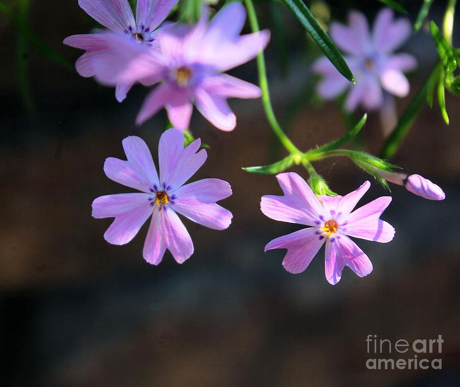 Flower Photograph - Tiny Pink Flowers by John S