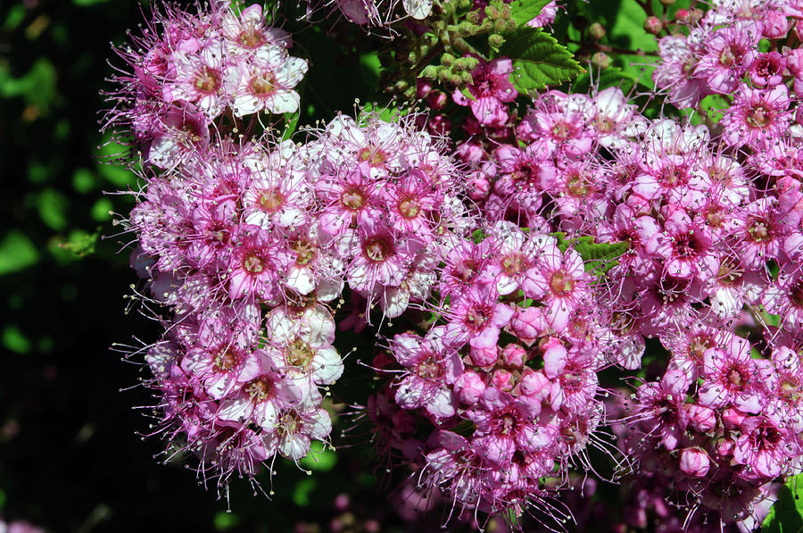 Tiny Pink Spirea Clusters Photograph by Tikvahs Hope