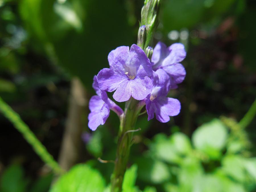 Tiny Purple Blooms Photograph by Dale Chapel - Fine Art America