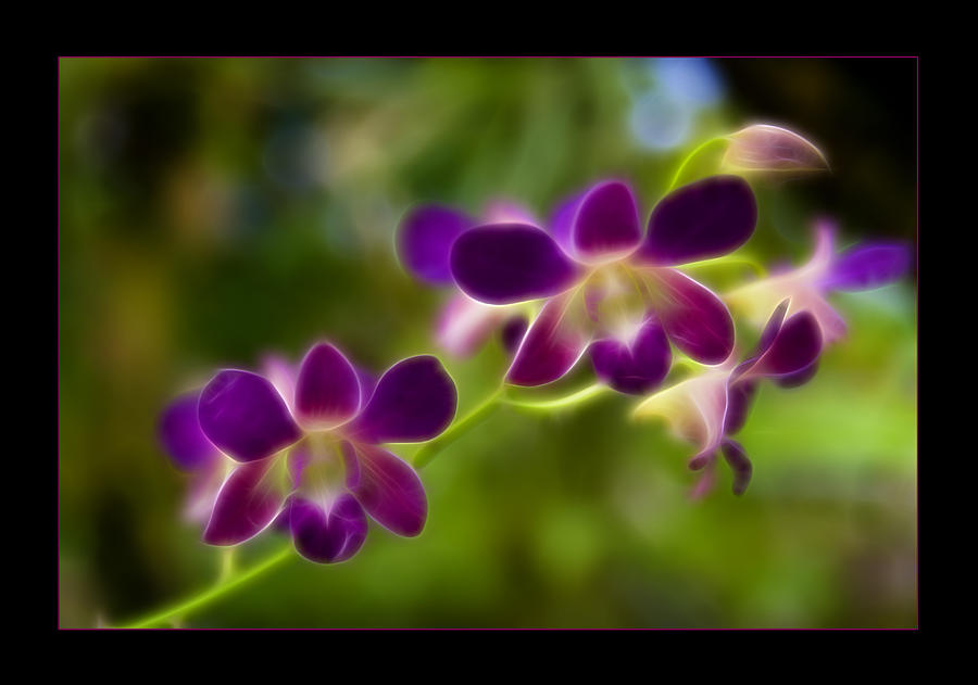 Tiny Purple Blooms Photograph
