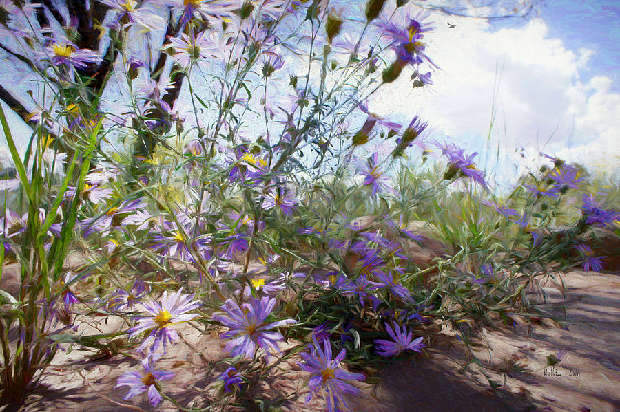 Tiny Purple Desert Flowers Photograph by Marty Malliton