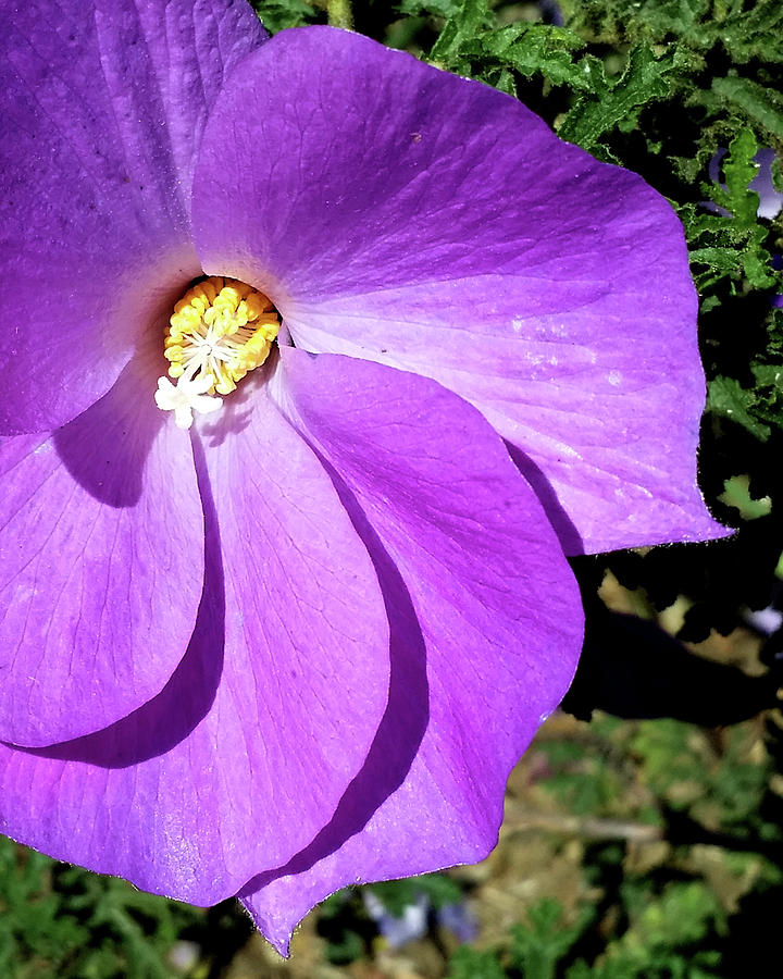 Tiny Purple Flower Photograph by Barbara J Blaisdell