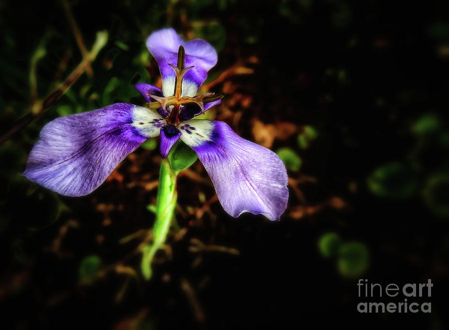 Tiny Purple Flower Photograph by JB Thomas