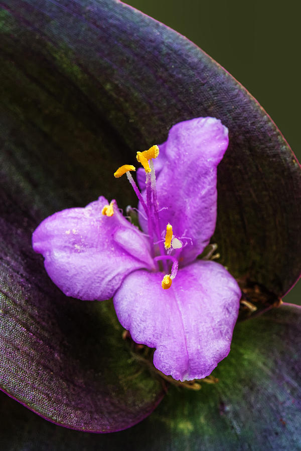 Tiny Purple Flower Photograph by John Haldane