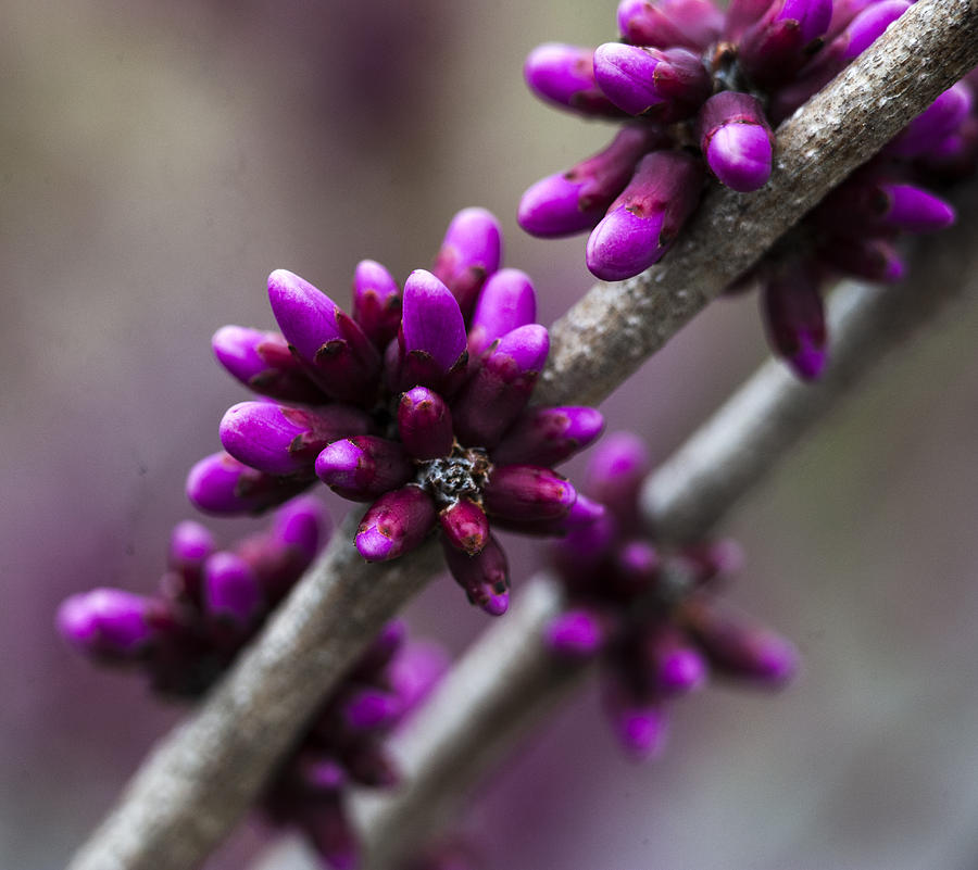 Tiny Purple Flower Photograph by Roni Chastain