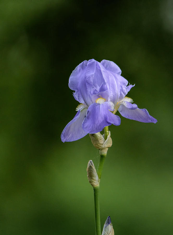 Tiny Purple Iris Flower 102020153690 Photograph