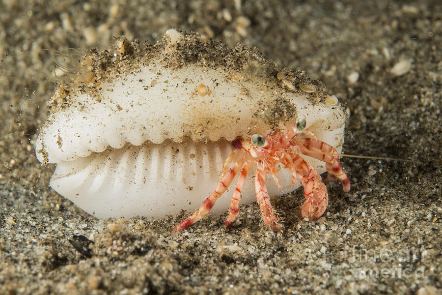 Tiny Red Hermit Crab With White Conch Photograph