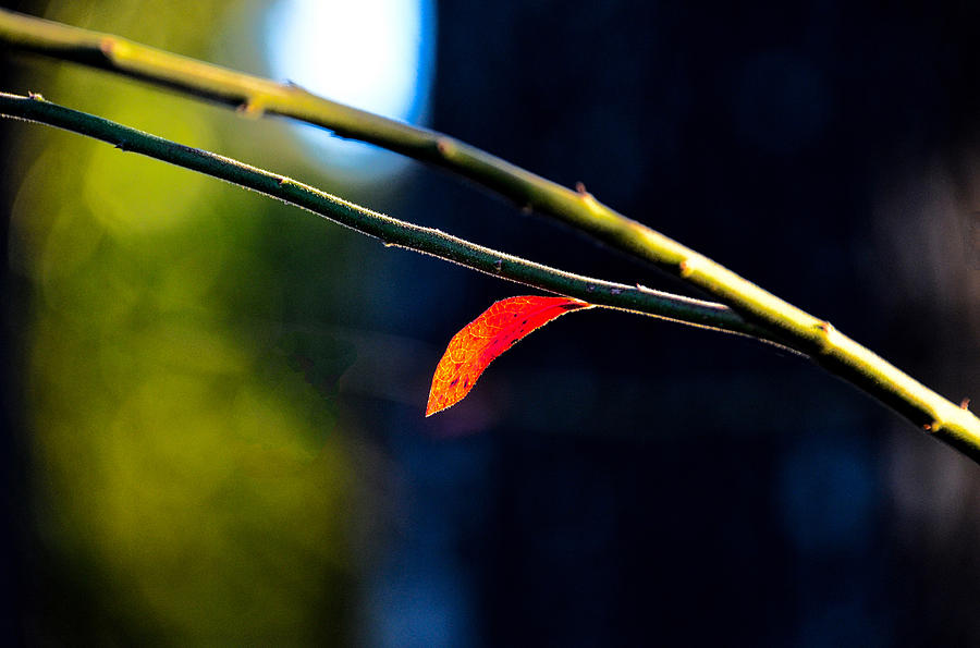 Tiny Red Leaf Photograph by Linda Brown