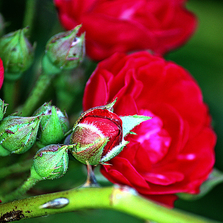 Tiny Red Rosebuds Photograph by KayeCee Spain