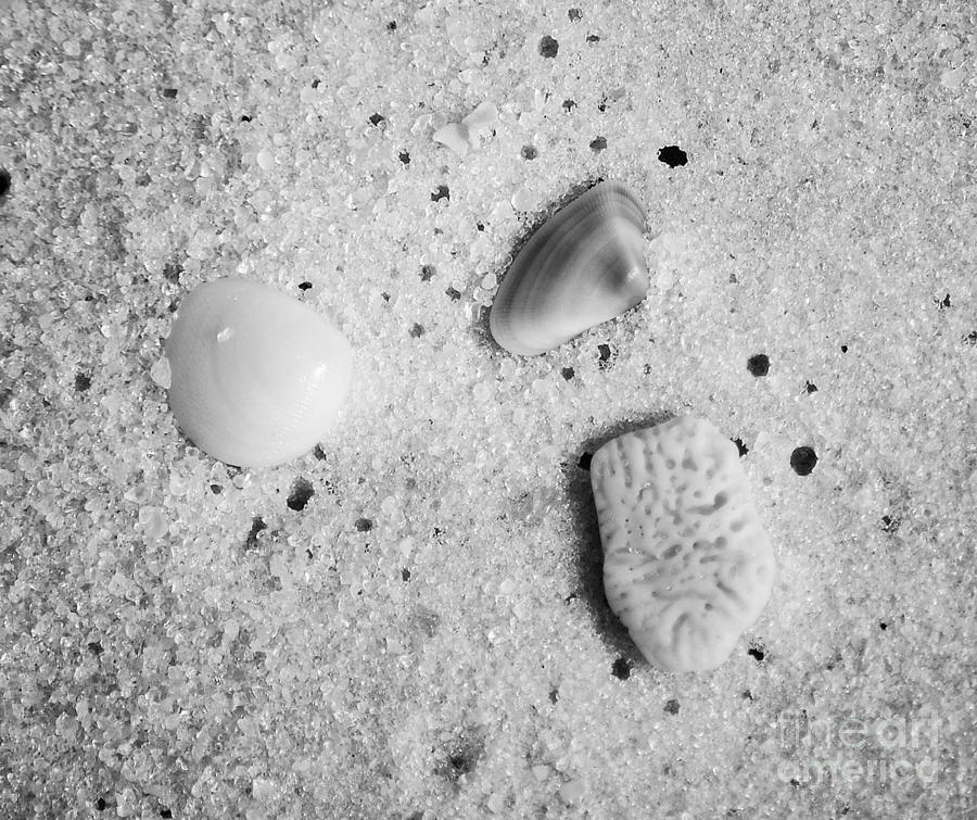 Tiny Sea Shells and a Piece of Coral in Fine Wet Sand Macro Black and White Photograph by Shawn OBrien