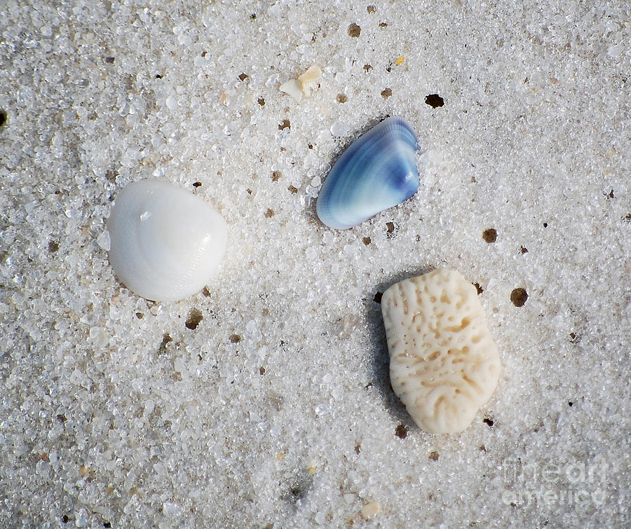 Tiny Sea Shells and a Piece of Coral in Fine Wet Sand Macro Photograph by Shawn OBrien