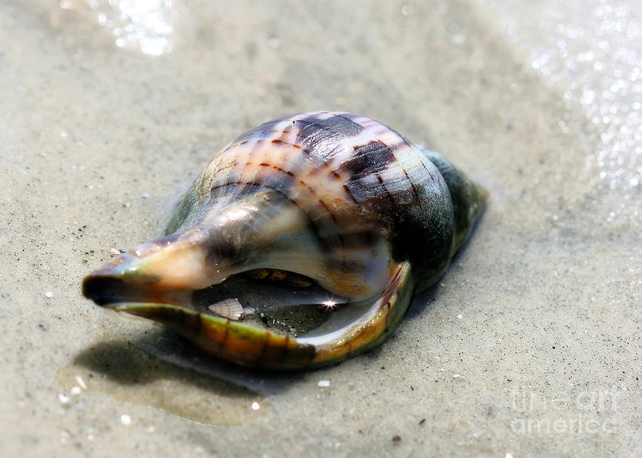 Tiny Seashell Photograph by Angela Rath