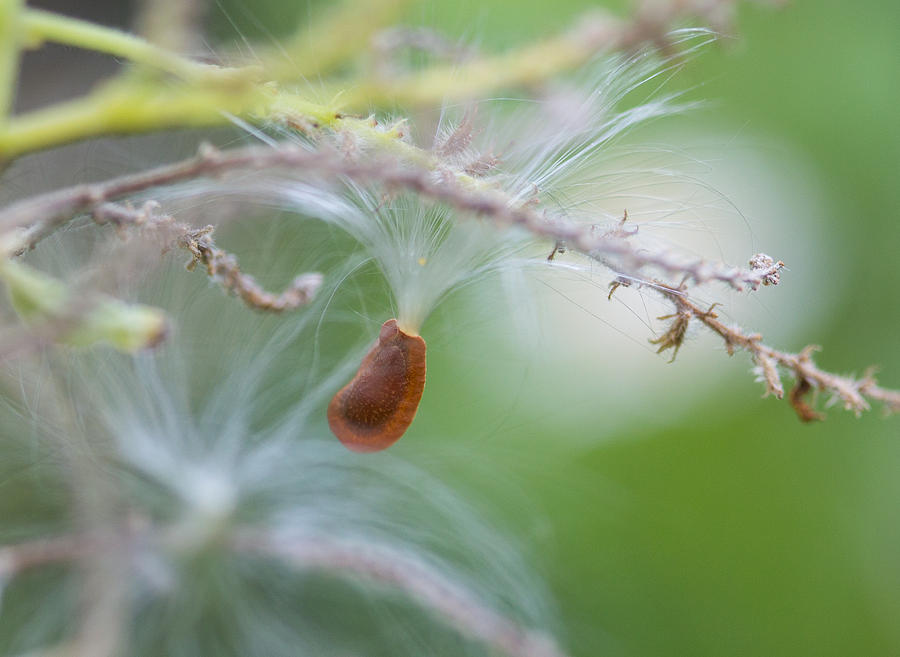 Tiny Seed Photograph by Dart Humeston