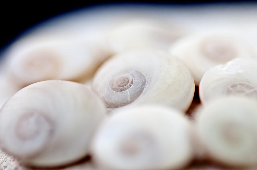 Tiny Shells Polished By Mediterranean Sea By Pedro Cardona Photograph by Pedro Cardona Llambias