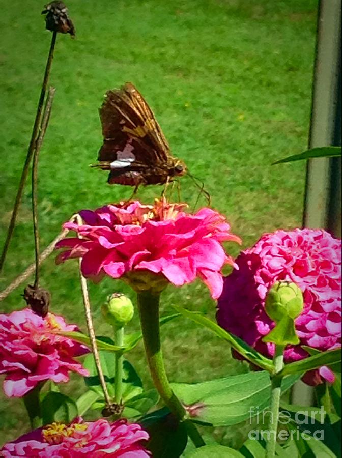 Flower Photograph - Tiny Skipper Butterfly Sitting On Top Of Zinnia by Debra Lynch