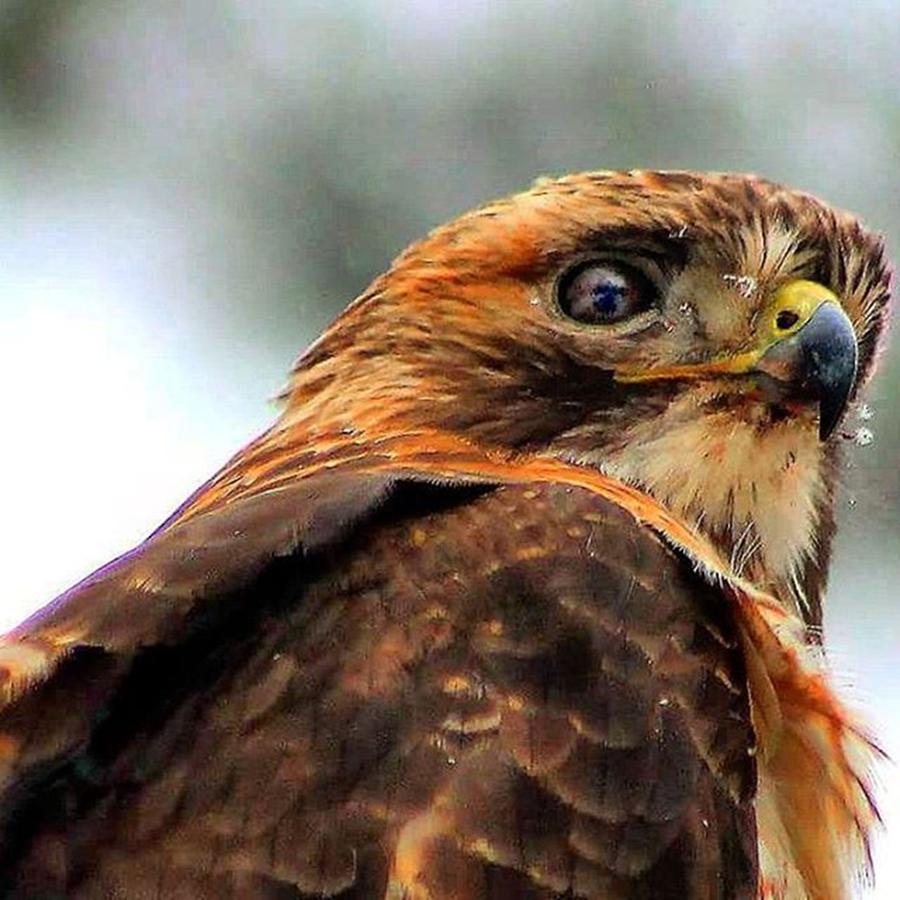 Tiny Snowflakes Grace This Hawks Face Photograph by Bruce Patrick Smith