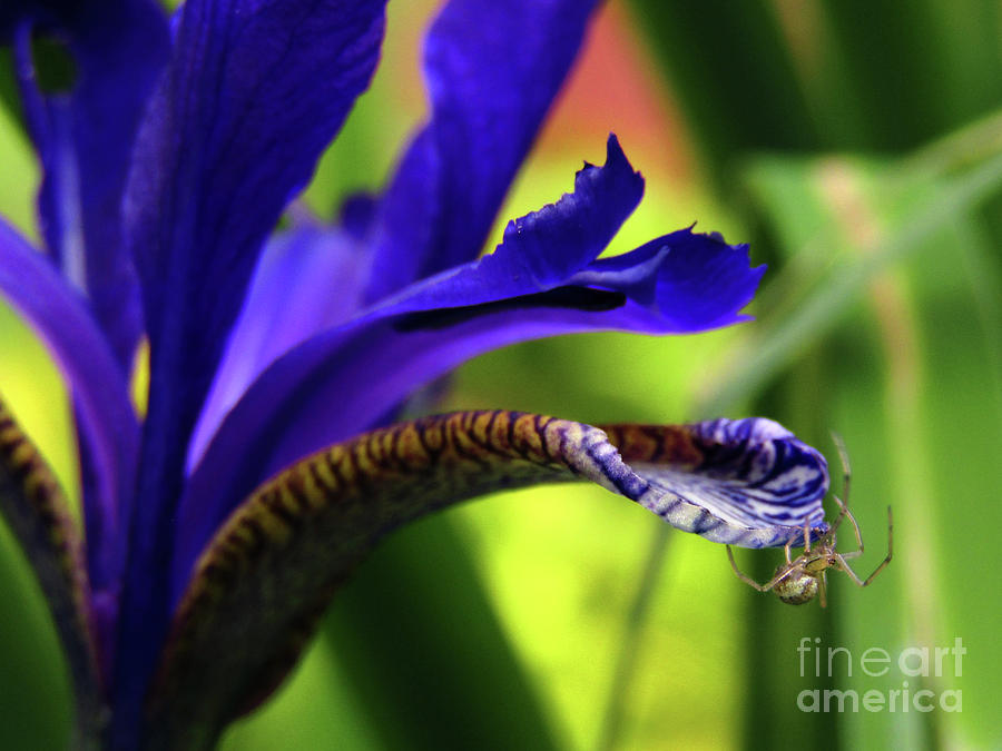 Tiny Spider On Iris Photograph by Kim Tran