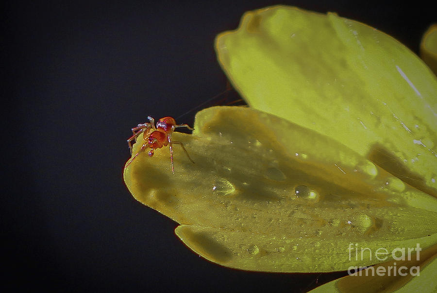 Tiny Spider on Petal Photograph by Tom Claud