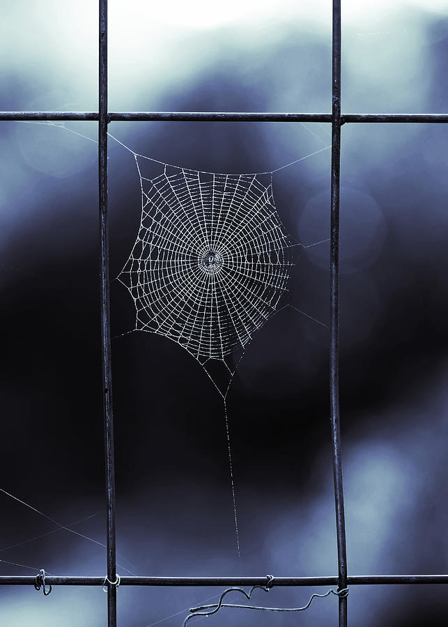 Tiny Spider Web in Blue Photograph by Brooke T Ryan