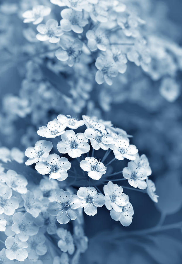 Spring Photograph - Tiny Spirea Flowers in Blue by Jennie Marie Schell