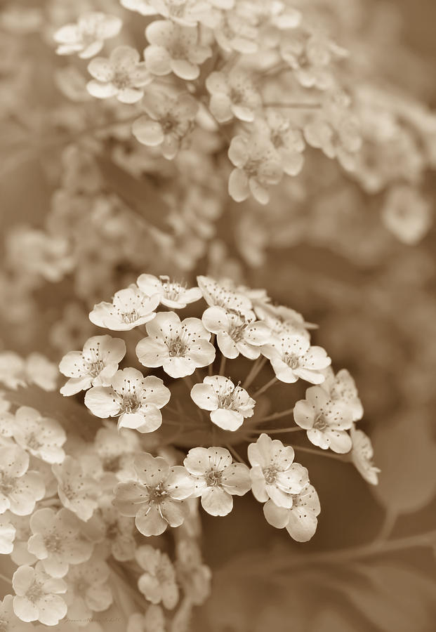 Tiny Spirea Flowers in Sepia Photograph by Jennie Marie Schell