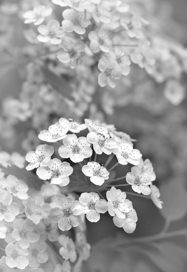 Tiny Spirea Flowers Monochrome Photograph by Jennie Marie Schell