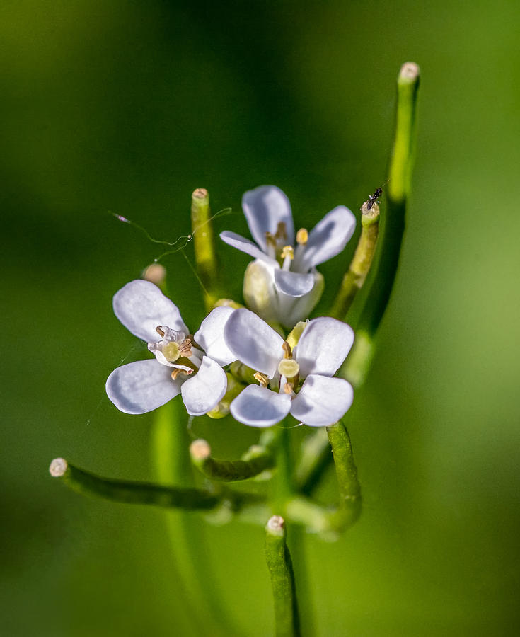 Nature Photograph - Tiny Spring by Steve Harrington
