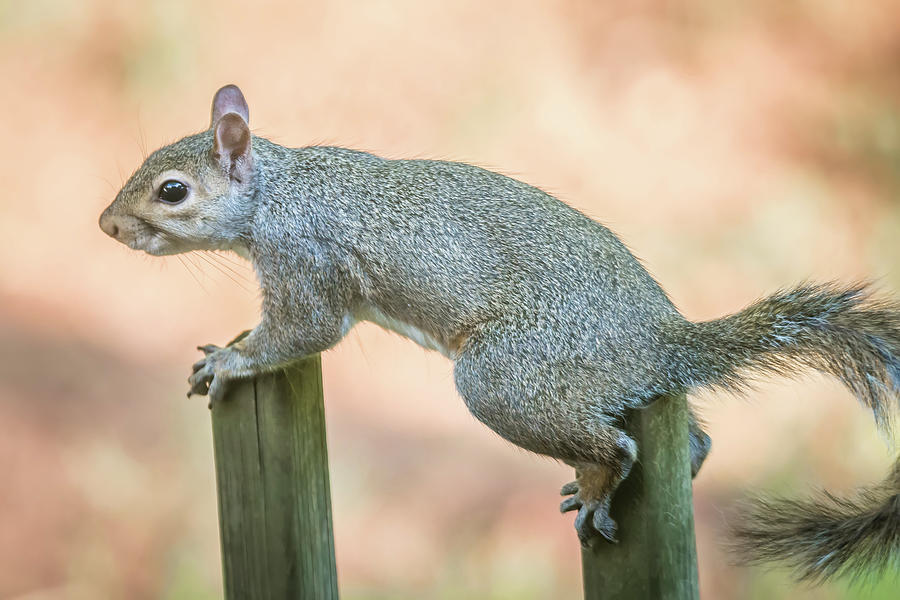 Tiny Squirrel On A Fence Photograph by Alex Grichenko