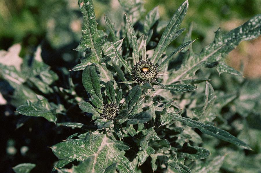 Tiny Texas Weed Photograph by Aquantum Creation - Fine Art America