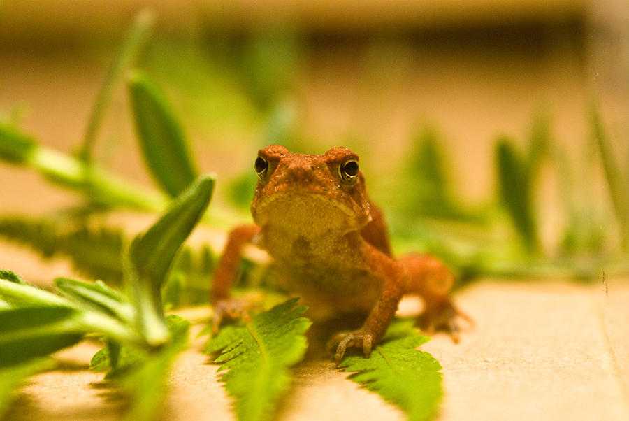 Tiny Toad Frog Photograph