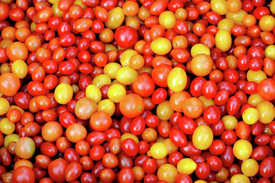 Tiny Tomatoes Photograph by Todd Klassy