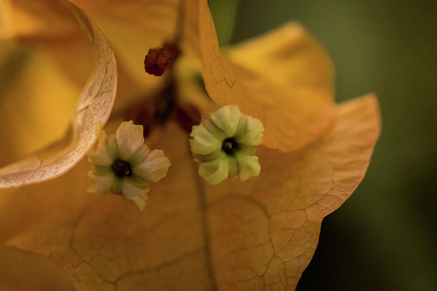 Tiny Tree Flowers Photograph by Jay Stockhaus