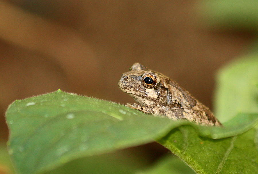 Tiny Tree Frog Photograph by Sheila Brown