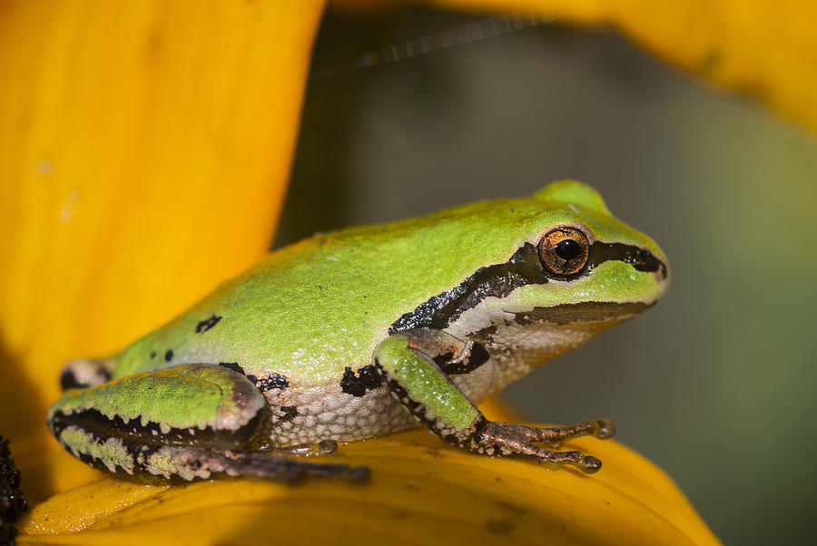 Tiny Treefrog Photograph by Robert Potts