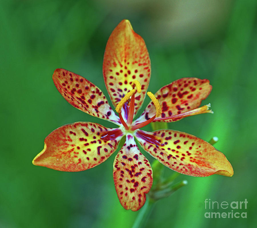 Tiny tropical Lily Photograph by Larry Nieland