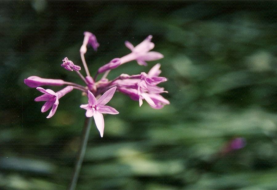 Flower Photograph - Tiny Trumpets by Brian Edward Harris Flower Photograph - Tiny Trumpets by Brian Edward Harris
