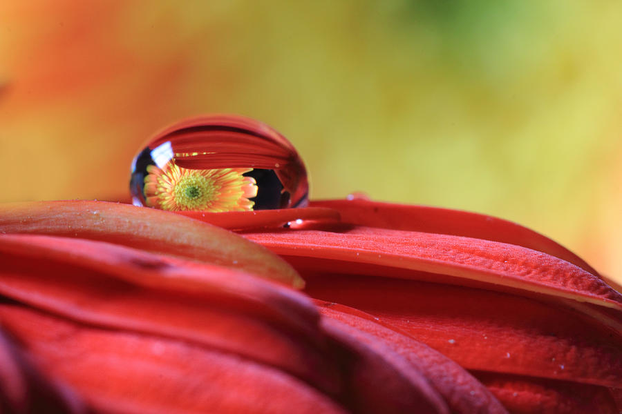 Tiny Water Drop Reflections Photograph by Angela Murdock