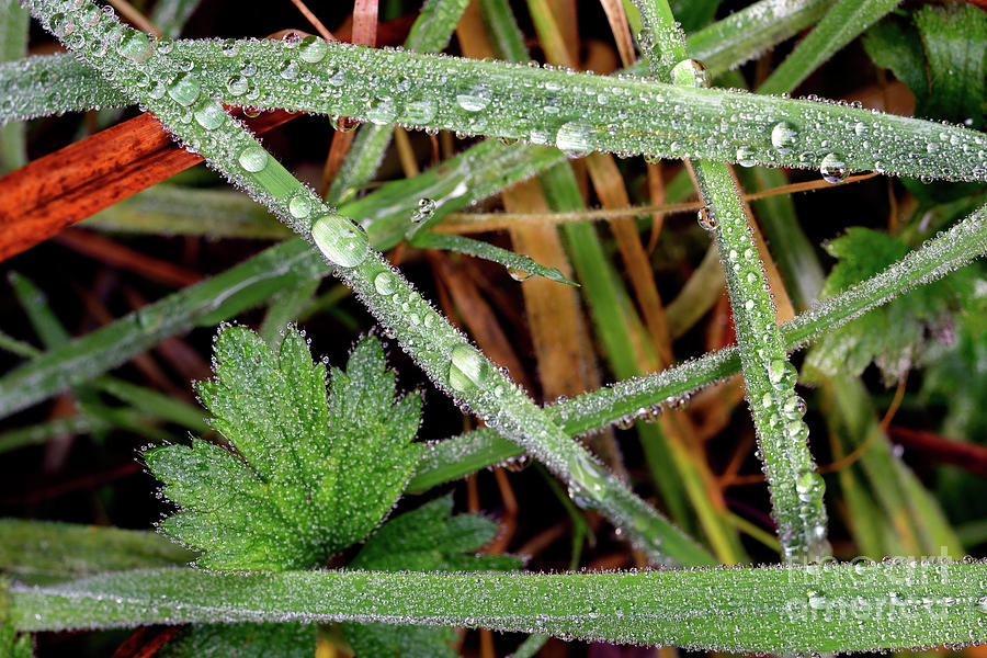 Tiny Water Droplets On Grass Photograph by Terry Elniski