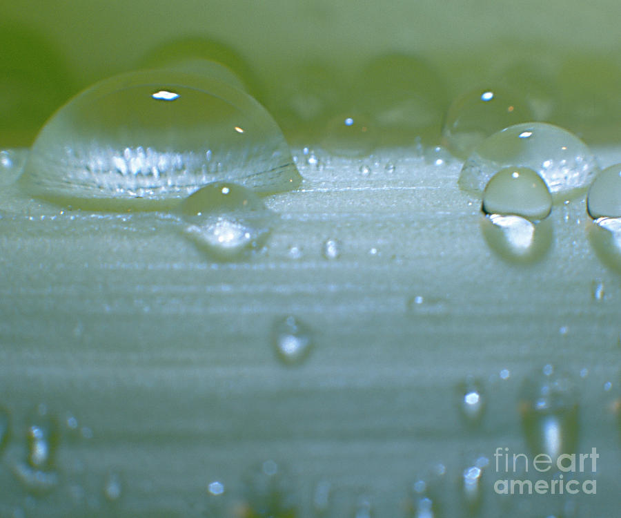 Tiny water drops on stipe Photograph by Heiko Koehrer-Wagner