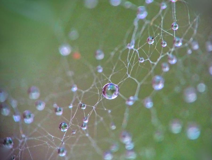 Tiny water drops on tiny spider web Photograph by Lilia S