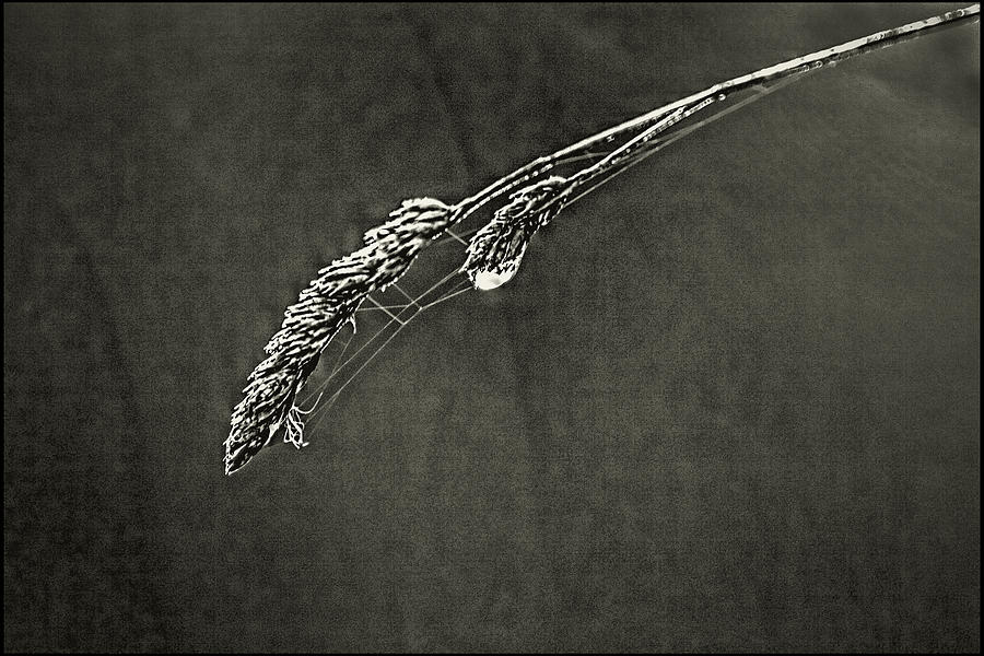 Tiny Web on Bent Grass Photograph by Roger Passman