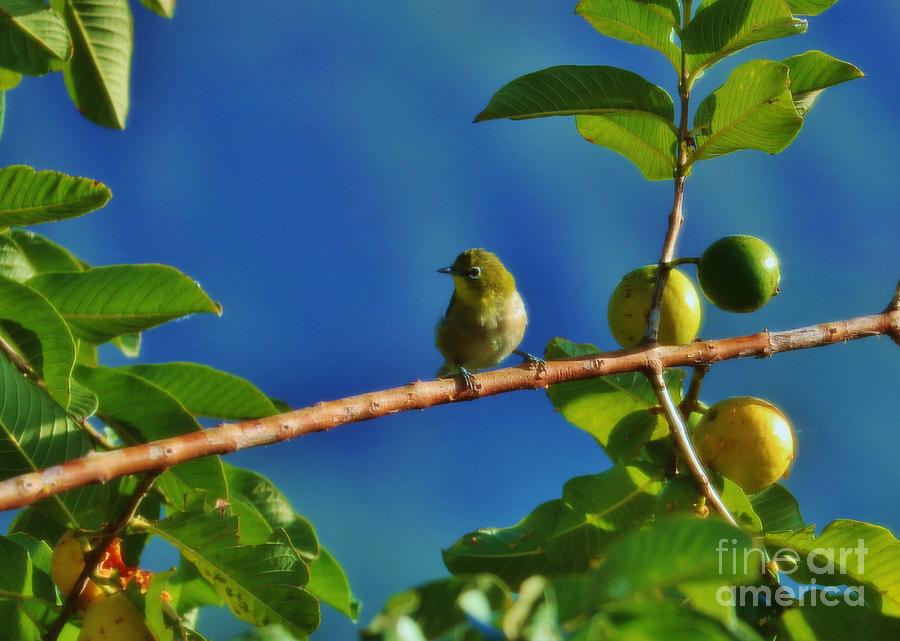 Tiny White Eye and Guava Photograph by Craig Wood