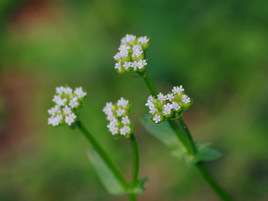 Up Movie Photograph - Tiny White Flowers by Aaron Rushin