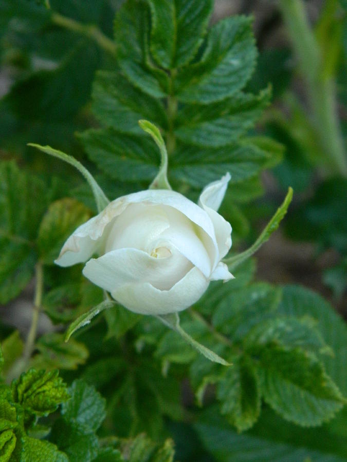 Tiny White Rose Bud Photograph by Gallery Of Hope 