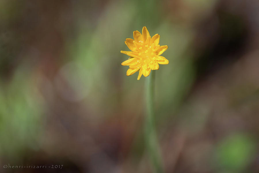 Tiny Wild Flower Photograph by Henri Irizarri