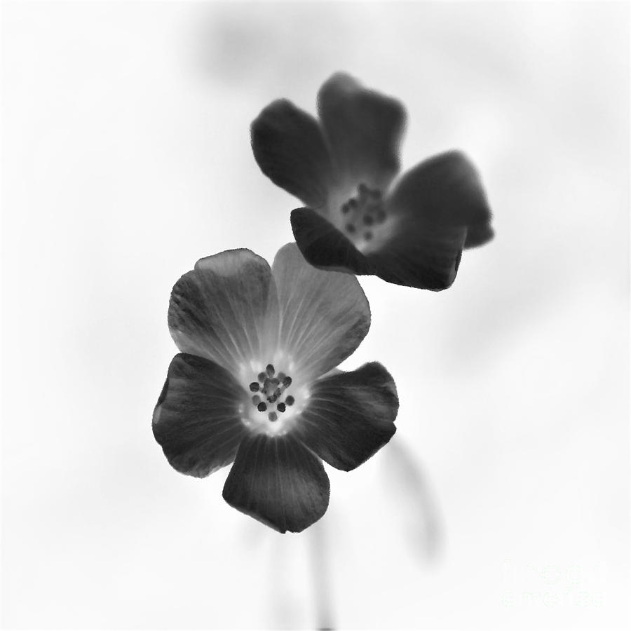 Tiny Wild Flowers - Black And White - Negative Photograph